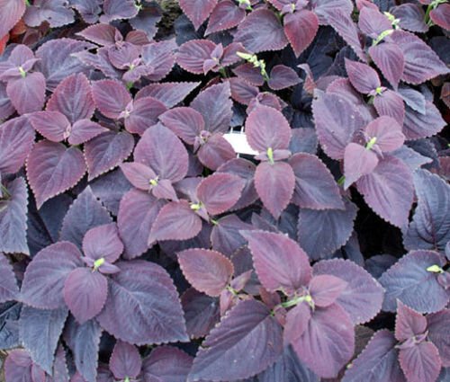 40 Bulk Seeds COLEUS DARK CHOCOLATE Solenostemon Scutellarioides edlcy (Seeds)