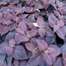40 Bulk Seeds COLEUS DARK CHOCOLATE Solenostemon Scutellarioides edlcy (Seeds)