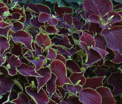 40 Bulk Seeds COLEUS CHOCOLATE MINT Solenostemon Scutellarioides edlcy (Seeds)
