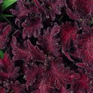 200 Bulk Seeds COLEUS BLACK DRAGON Solenostemon Scutellarioides edlcy (Seeds)