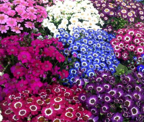 100 Bulk Seeds CINENARIA HYBRIDS MIXED COLORS Cineraria Cruenta Amigo edlcy (Seeds)