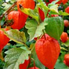 200 Bulk Seeds CHINESE LANTERN Physalis Alkekengi edlcy (Seeds) 200 Bulk Seeds CHINESE LANTERN Physalis Alkekengi edlcy (Seeds)