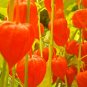 200 Bulk Seeds CHINESE LANTERN Physalis Alkekengi edlcy (Seeds)