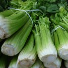 1,000 Bulk Seeds CELERY UTAH ORGANIC Apium Graveolens edlcy (Seeds)