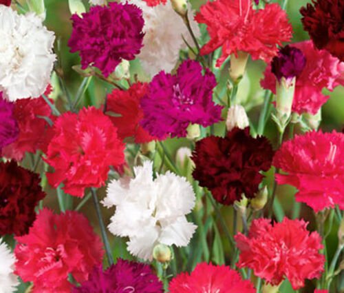 200 Bulk Seeds CARNATION MIXED COLORS Dianthus Caryophyllus edlcy (Seeds)