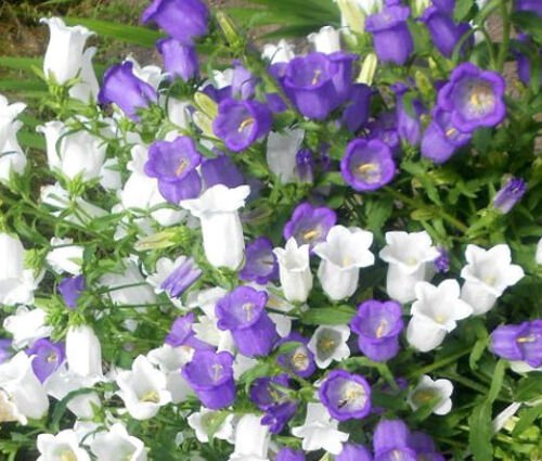 5,000 Bulk Seeds CANTERBURY BELLS CUP AND SAUCER MIX Campanula Medium edlcy (Seeds)