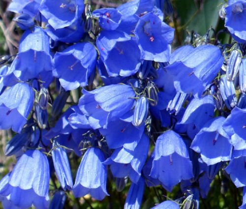 1,000 Bulk Seeds CANTERBURY BELLS BLUE Campanula Medium edlcy (Seeds)