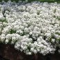 1,000 Bulk Seeds CANDYTUFT WHITE EVERGREEN PERENNIAL Iberis Sempervirens edlcy (Seeds)