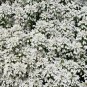 1,000 Bulk Seeds CANDYTUFT WHITE EVERGREEN PERENNIAL Iberis Sempervirens edlcy (Seeds)