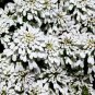 1,000 Bulk Seeds CANDYTUFT WHITE EVERGREEN PERENNIAL Iberis Sempervirens edlcy (Seeds)