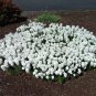 1,000 Bulk Seeds CANDYTUFT WHITE EVERGREEN PERENNIAL Iberis Sempervirens edlcy (Seeds)