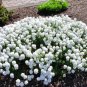 1,000 Bulk Seeds CANDYTUFT WHITE EVERGREEN PERENNIAL Iberis Sempervirens edlcy (Seeds)