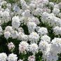 1,000 Bulk Seeds CANDYTUFT WHITE EVERGREEN PERENNIAL Iberis Sempervirens edlcy (Seeds)