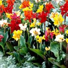 100 Bulk Seeds CANNA INDICA MIXED COLORS Canna Indica Hybrids edlcy (Seeds)