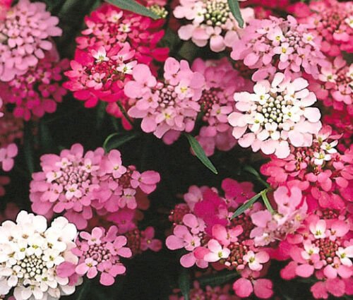 5,000 Bulk Seeds CANDYTUFT TALL Iberis Umbellata edlcy (Seeds)