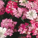 5,000 Bulk Seeds CANDYTUFT TALL Iberis Umbellata edlcy (Seeds) 5,000 Bulk Seeds CANDYTUFT TALL Iberis Umbellata edlcy (Seeds)