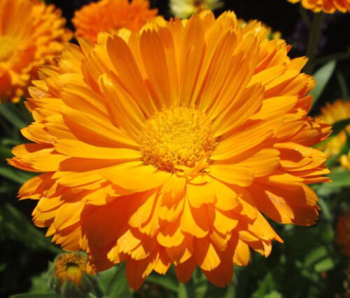 5,000 Bulk Seeds CALENDULA POT MARIGOLD Calendula Officinalis edlcy (Seeds)