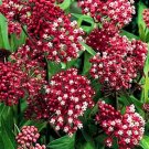 200 Bulk Seeds BUTTERFLY WEED ROSE Asclepias Incarnata edlcy (Seeds)