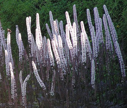 100 Bulk Seeds BUGBANE Cimicifuga Ramosa Atropurpurea edlcy (Seeds)