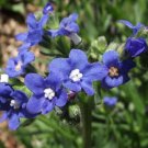 500 Bulk Seeds BUGLOSS BLUE ANGEL Anchusa Capensis edlcy (Seeds) 500 Bulk Seeds BUGLOSS BLUE ANGEL Anchusa Capensis edlcy (Seeds)