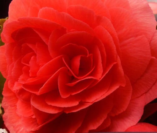 200 Bulk Seeds BEGONIA TUBEROUS DOUBLE RED Begonia Tuberosa edlcy (Seeds)