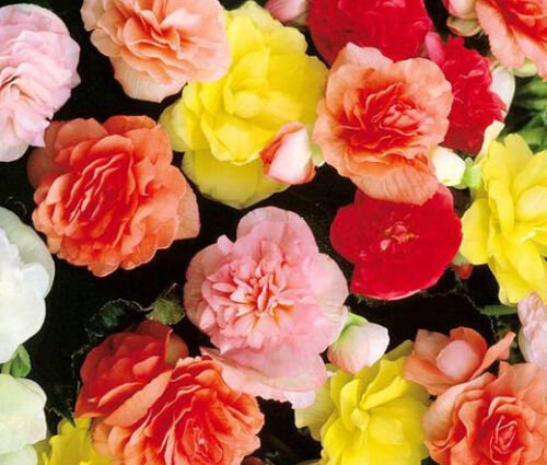 200 Bulk Seeds BEGONIA TUBEROUS DOUBLE MIXED COLORS Begonia Tuberosa edlcy (Seeds)