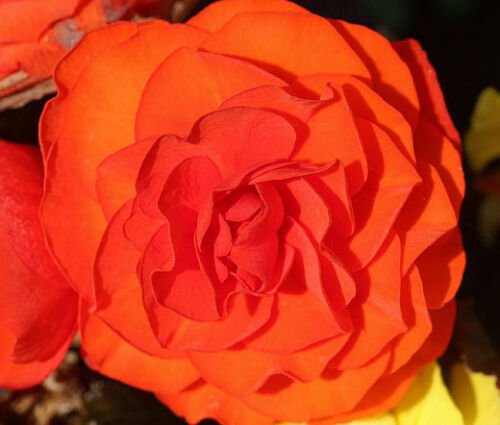 200 Bulk Seeds BEGONIA TUBEROUS DOUBLE ORANGE Begonia Tuberosa edlcy (Seeds)