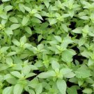 200 Bulk Seeds BASIL LEMON ORGANIC Ocimum Basilicum edlcy (Seeds) 200 Bulk Seeds BASIL LEMON ORGANIC Ocimum Basilicum edlcy (Seeds)