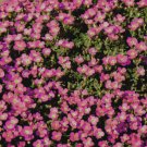 1,000 Bulk Seeds  AUBRIETA ROCK CRESS WHITEWELL GEM Aubrieta Hybrida edlcy (Seeds)