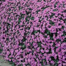 500 Bulk Seeds AUBRIETA ROCK CRESS CASCADE PURPLE Aubrieta Hybrida Superbissima edlcy (Seeds) 500 Bulk Seeds AUBRIETA ROCK CRESS CASCADE PURPLE Aubrieta Hybrida Superbissima edlcy (Seeds)