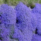 500 Bulk Seeds AUBRIETA ROCK CRESS CASCADE BLUE Aubrieta Hybrida Superbissima edlcy (Seeds)
