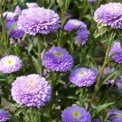 200 Bulk Seeds ASTER POMPON LIGHT BLUE Callistephus Chinensis edlcy (Seeds)