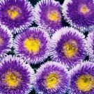 200 Bulk Seeds ASTER POMPON BLUE MOON Callistephus Chinensis edlcy (Seeds)