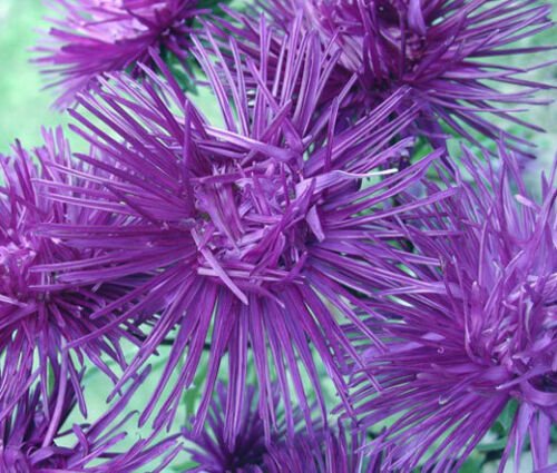 200 Bulk Seeds ASTER NEEDLE UNICUM VIOLET Callistephus Chinensis edlcy (Seeds)