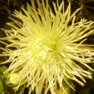 200 Bulk Seeds ASTER NEEDLE UNICUM YELLOW Callistephus Chinensis edlcy (Seeds)