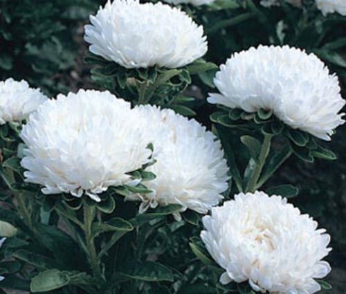 200 Bulk Seeds ASTER MILADY WHITE DWARF Callistephus Chinensis edlcy (Seeds)
