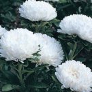 200 Bulk Seeds ASTER MILADY WHITE DWARF Callistephus Chinensis edlcy (Seeds)
