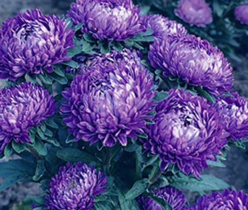 200 Bulk Seeds ASTER MILADY BLUE DWARF Callistephus Chinensis edlcy (Seeds)