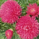 200 Bulk Seeds ASTER GREMLIN DARK ROSE DOUBLE Callistephus Chinensis edlcy (Seeds)