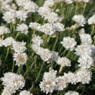 200 Bulk Seeds ARMERIA WHITE SEA TRIFT Armeria Maritima Alba edlcy (Seeds) 200 Bulk Seeds ARMERIA WHITE SEA TRIFT Armeria Maritima Alba edlcy (Seeds)
