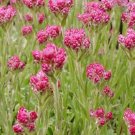 100 Bulk Seeds ANTENNARIA PUSSYTOES RED Antennaria Dioica Rubra edlcy (Seeds) 100 Bulk Seeds ANTENNARIA PUSSYTOES RED Antennaria Dioica Rubra edlcy (Seeds)