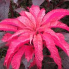 1,000 Bulk Seeds AMARANTHUS EARLY SPLENDOR Amaranthus Tricolor edlcy (Seeds)