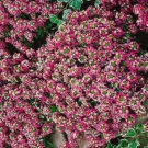 1,000 Bulk Seeds ALYSSUM ROSIE O'DAY Lobularia Maritima edlcy (Seeds)
