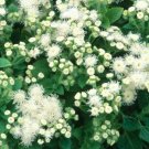 500 Bulk Seeds AGERATUM WHITE Ageratum Mexicanum edlcy (Seeds) 500 Bulk Seeds AGERATUM WHITE Ageratum Mexicanum edlcy (Seeds)