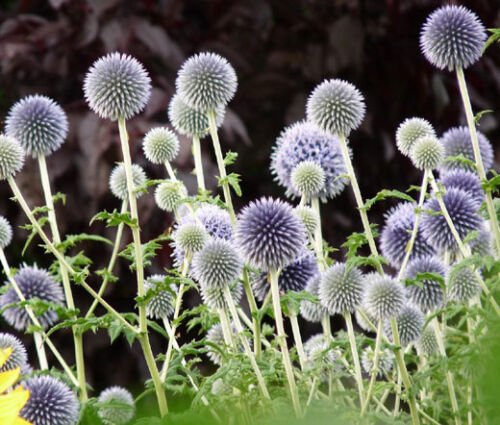 125 Bulk Seeds GLOBE THISTLE BLUE Echinops Ritro edlcy (Seeds)