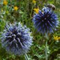 125 Bulk Seeds GLOBE THISTLE BLUE Echinops Ritro edlcy (Seeds)