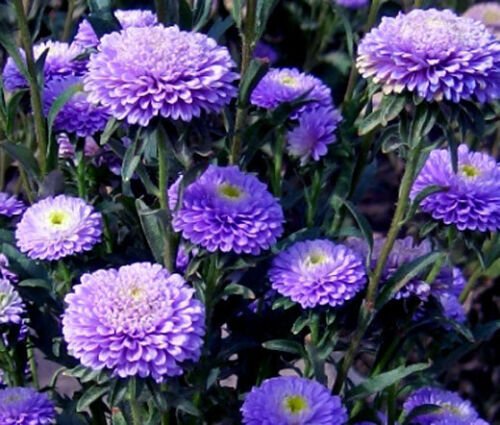 20 Seeds ASTER POMPON BLUE Callistephus Chinensis edlcy (Seeds)