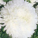 20 Seeds ASTER PAEONY DUCHESS WHITE Callistephus Chinensis edlcy (Seeds) 20 Seeds ASTER PAEONY DUCHESS WHITE Callistephus Chinensis edlcy (Seeds)