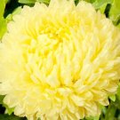 20 Seeds ASTER PAEONY DUCHESS YELLOW Callistephus Chinensis edlcy (Seeds)