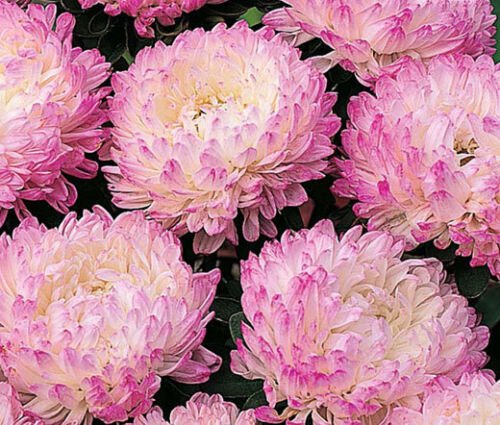 20 Seeds ASTER PAEONY DUCHESS PINK Callistephus Chinensis edlcy (Seeds)